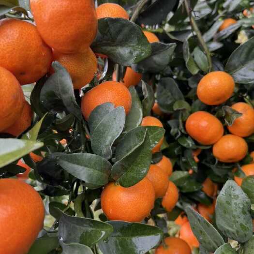 犍为县川金秋砂糖橘