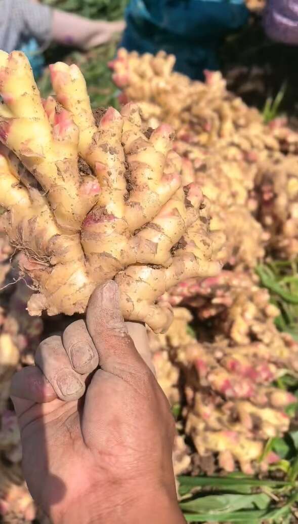 云南小黄姜25年新姜新鲜现挖农家直发包邮高山种植自然生长带泥