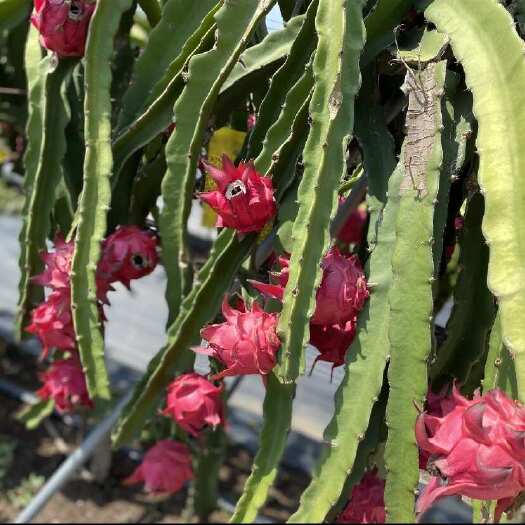 遂溪县金都火龙果 广东湛江遂溪产地直发