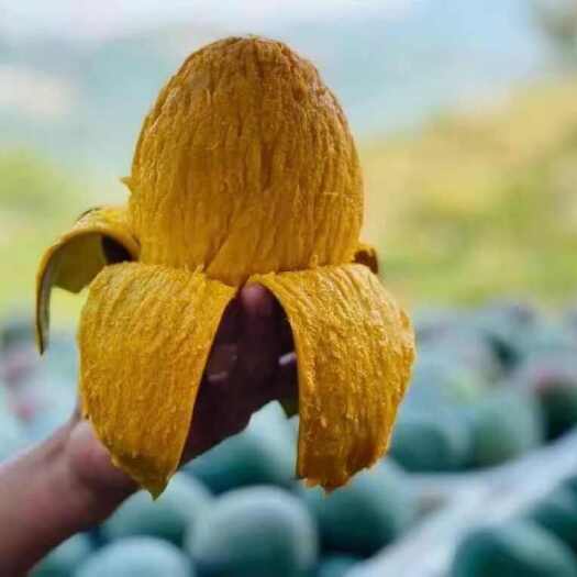 攀枝花产地批发  四川攀枝花凯特芒果