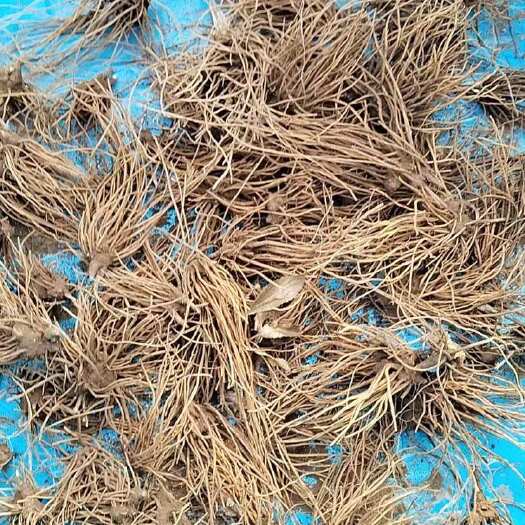 隆化县朱砂点苍术种苗