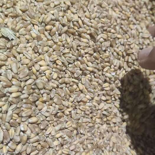 瓦房店市辽宁大连瓦房店富硒带壳小麦产地直供