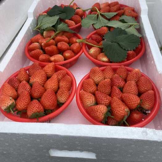 中牟县宁玉草莓