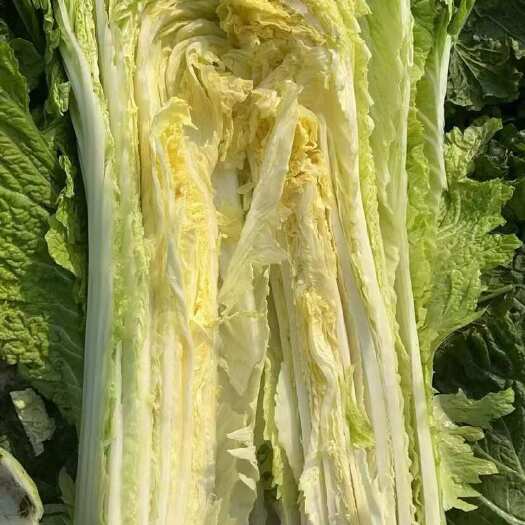 永清县60麻叶青黄心大白菜