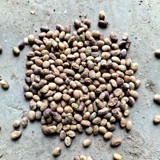 天门市蛋白43.5价格2.25