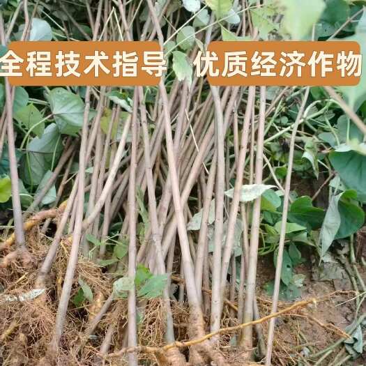 苍溪县四川苍溪黄柏种苗 优质药材种苗供应