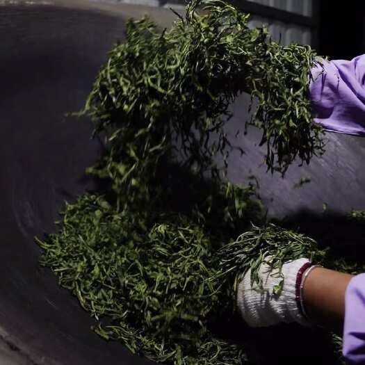 景洪市大山深处古树。绵柔兰蜜香。纯生态茶