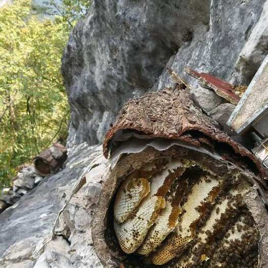 桐梓县苗家世代养在深山悬崖峭壁上的百花蜜