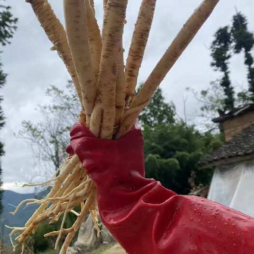 汉源县新鲜党参 白条党参