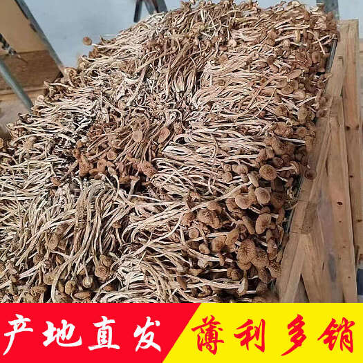 广州产地直销批发 茶树菇3号干货捆把烘干江西5号菌菇扎把剪根