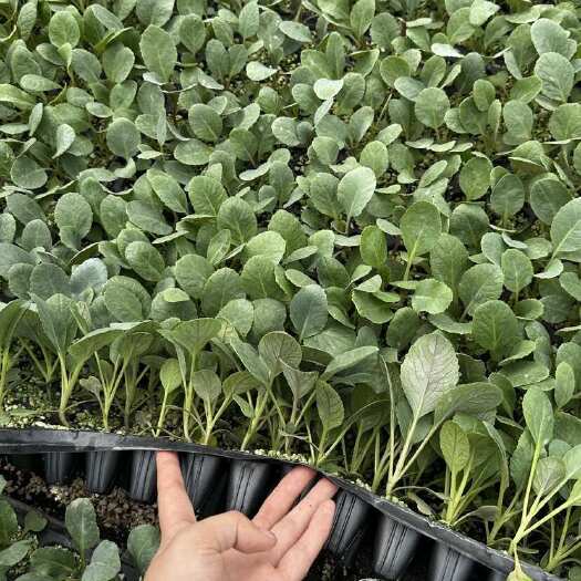 沭阳县蔬菜苗 莴苣苗 红菜苔苗 甘蓝苗 花菜苗 西兰花苗 生菜苗