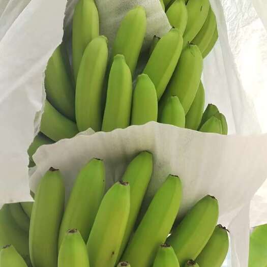 桂平市大量供应淋花生麸水溶肥巴西香蕉清甜欢迎各位老板合作合作共赢