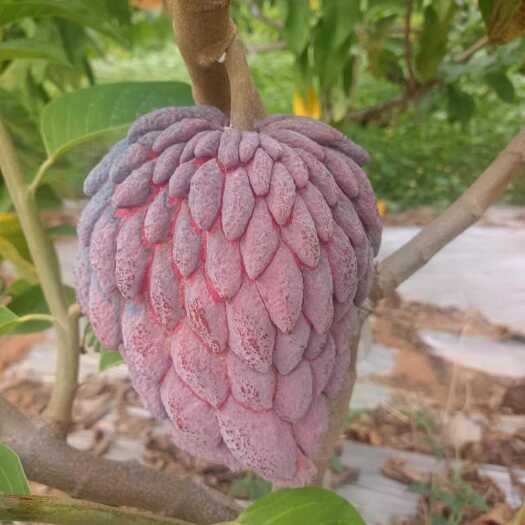 元江县释迦中的爱马仕-红龙释迦