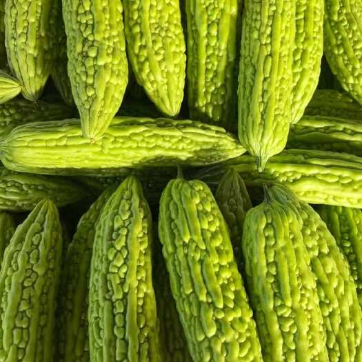 博罗县广东大丁苦瓜