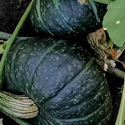 武川县贝贝南瓜，板栗南瓜产地直发