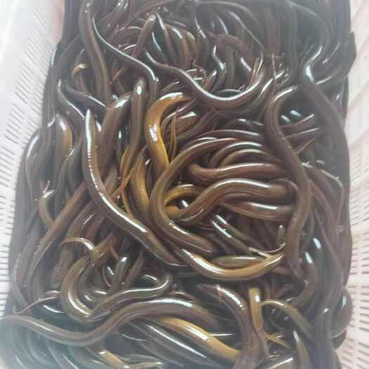 杭州菲律宾黄鳝