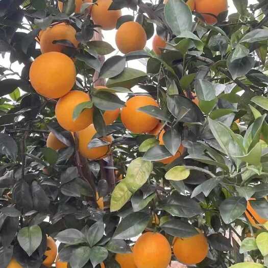 寻乌县正宗赣南脐橙 自家果园直供 多汁香甜 无催熟不打蜡 现摘现发