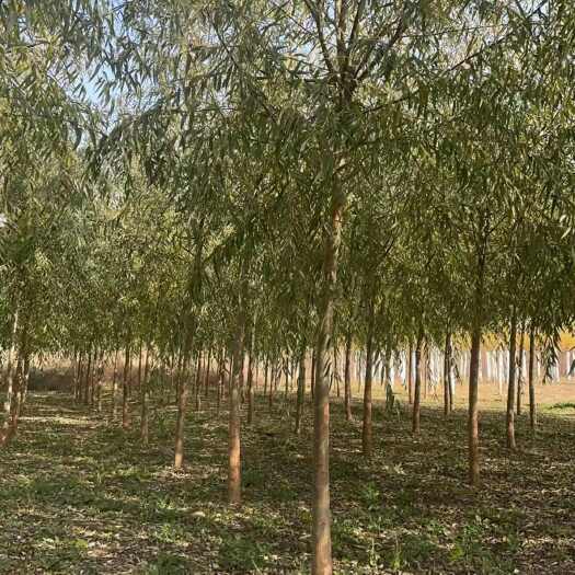 芮城县8-9-10公分旱柳