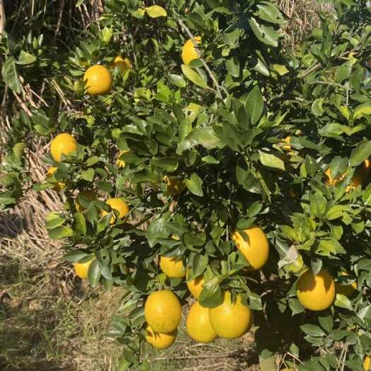 龙川县东江源头脐橙 新鲜采摘柑橘类水果