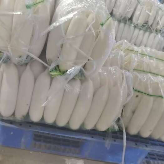 沙洋县湖北沙洋白萝卜 新鲜根茎蔬菜产地直供