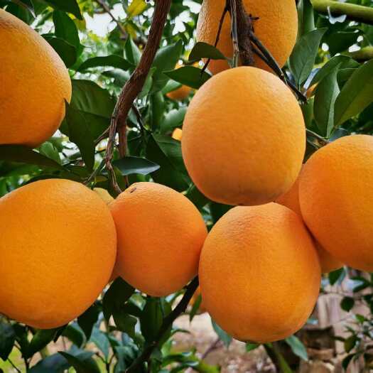 瑞金市赣南脐橙产地直发，现采现发一件代发产业供应链