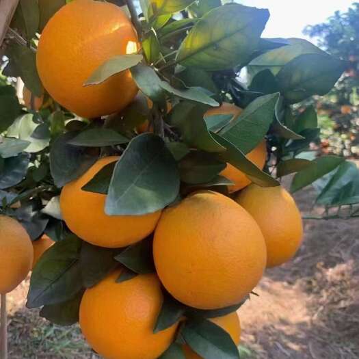 道县道州脐橙，都是自家种的农产品，没有任何添加剂