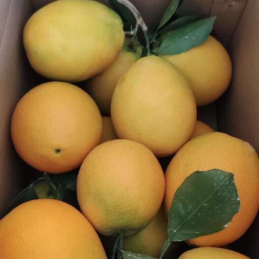 武平县新鲜采摘的脐橙