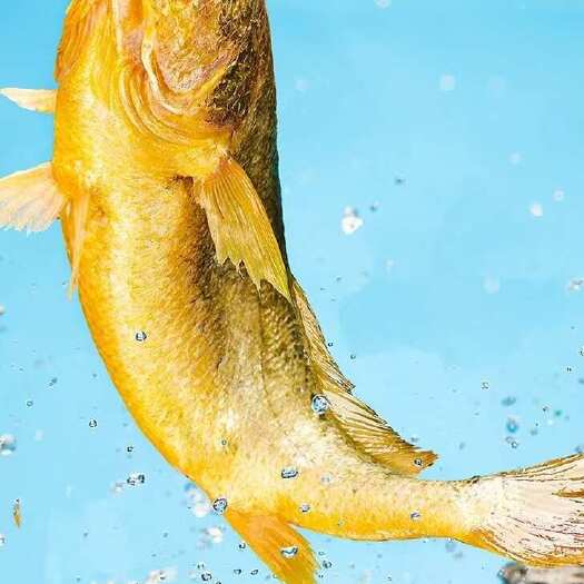连云港生态大黄鱼