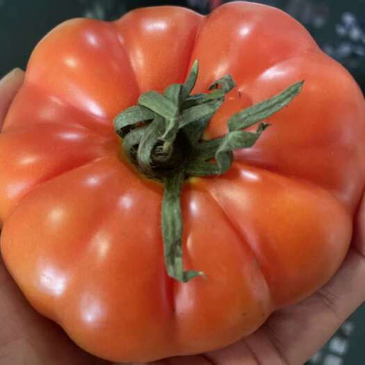 昆明马蹄番茄/狮子头番茄/牛排番茄/西红柿/丑番茄/云南高原