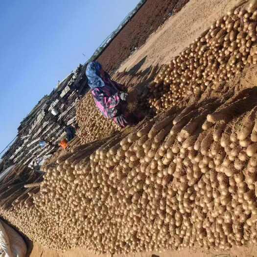 寿光市沙漠面山药 白玉山药 赶集团购 电商市场商超供应 产地直供