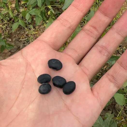 亳州黑豆，青仁乌豆