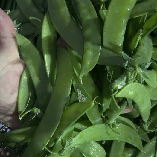 昆明云南荷兰豆全年365天不断货供应精品好货电商原产地直发