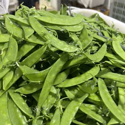 昆明云南荷兰豆全年365天不断货供应 ￼精品 好货电商原产地直发