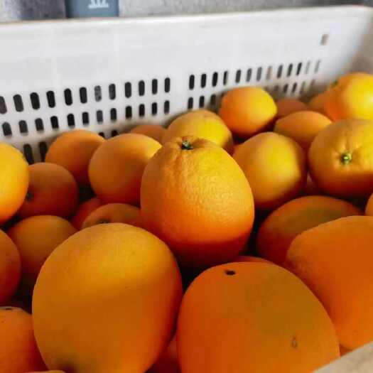 宁都县江西赣州宁都脐橙，第三届赣南脐橙国际博览会原产县