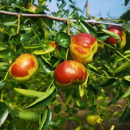 滨州蟠枣苗  油蟠粹枣苗  当年种植当年挂果 保纯度  现挖现发