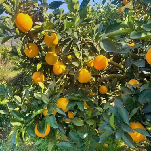 新宁县纽荷尔脐橙，帮村民找批发商，收回成本就好，路过的老板给个机会