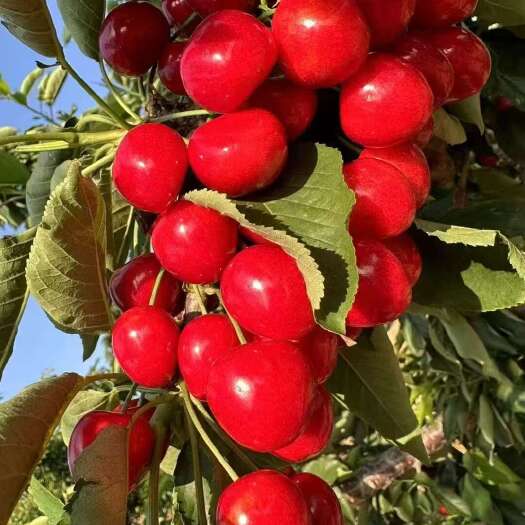 瓦房店市大连樱桃脆甜