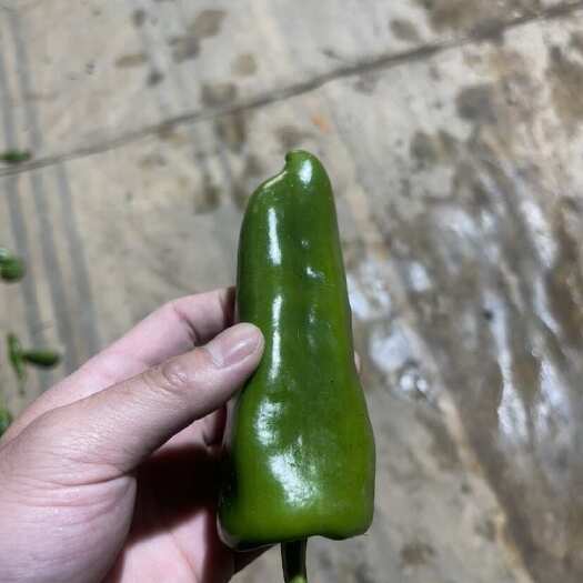 芜湖黑炭头，厚皮椒