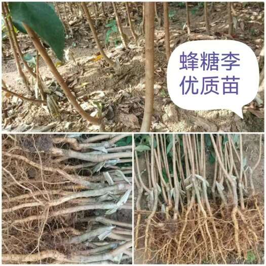 镇宁县贵州省六马蜂糖李苗