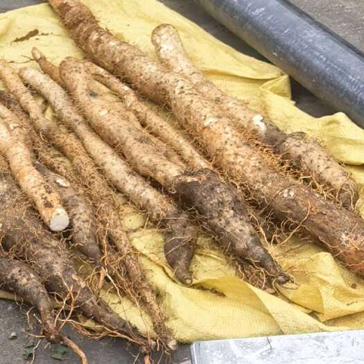 澄迈县海南直供！风铃山药现挖无硫，糯香醇厚。