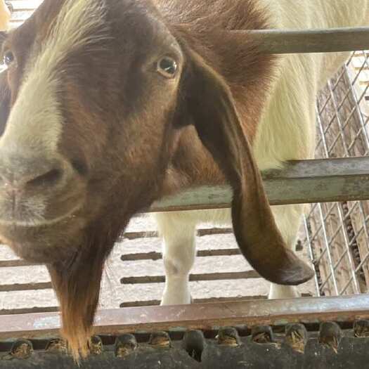 许昌山羊绵羊都有卖公羊母羊成年幼年 冬天均已长膘要的话直接来拉