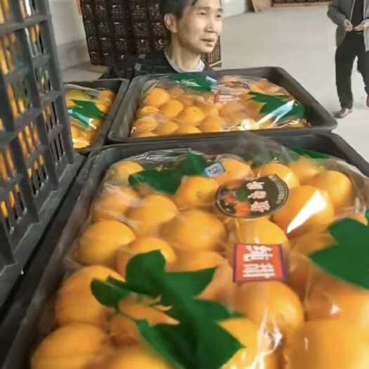 晋州市赣南脐橙，大量有货，需要的老板联系