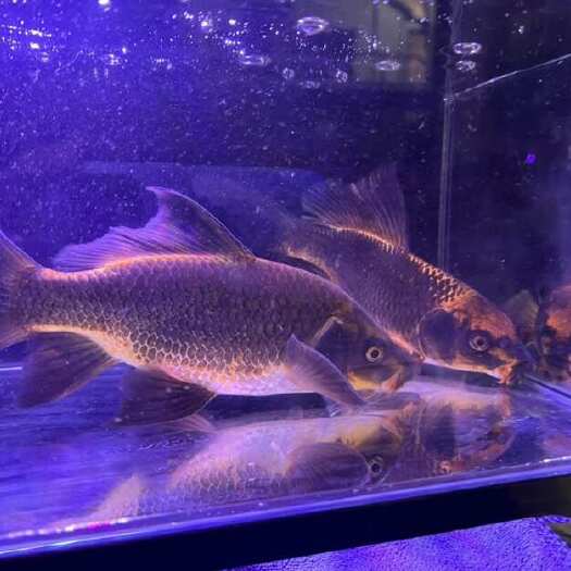 广州蝴蝶鲤观赏鱼，红猫，品相漂亮，体型宽大，尾巴大，健康活泼