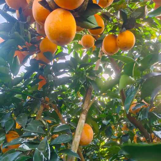 石门县纽荷尔赣南脐橙电商社区团购市场