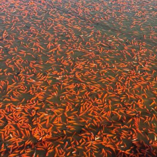 中山市草金 锦鲫 批发大量