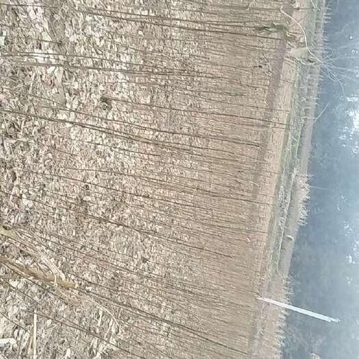 利川市黄柏苗一米二高