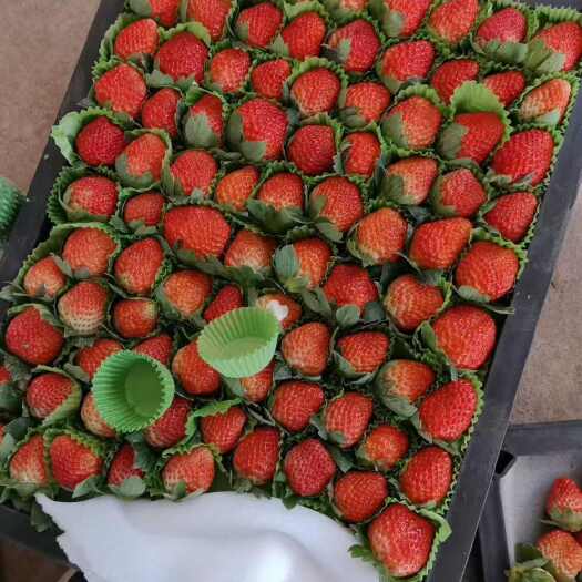 德昌县露天冬草莓，品名黔莓一号