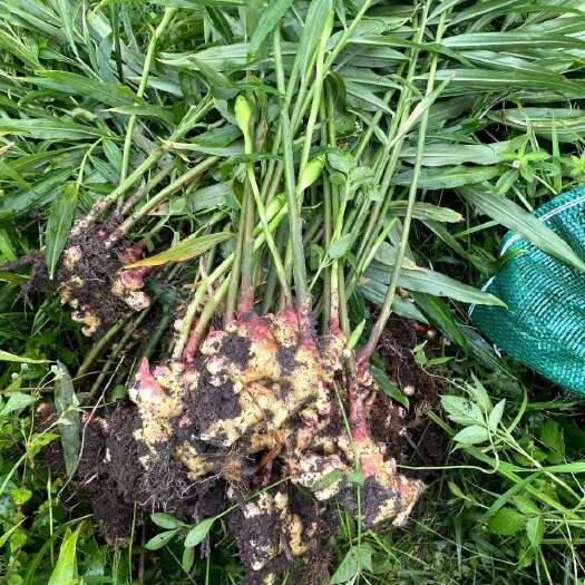 青州市青州红芽姜