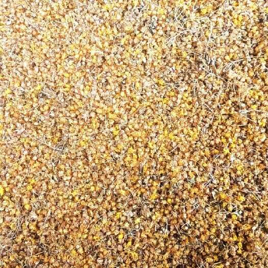 洛南县秦岭深山自产九月菊，纯，郊果更好！28元一斤包邮