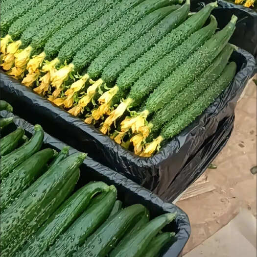 济南曲堤黄瓜